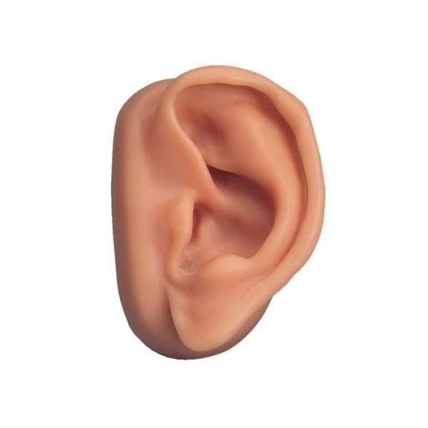 Modello dell'orecchio di Simulazione con Supporto dell'esposizione Modello dell'orecchio Artificiale del Silicone Morbido FHUILI Modello dell'orecchio in Silicone per l'agopuntura 