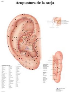 Anatomical-Chart-3B-Ear-Acupuncture.jpg